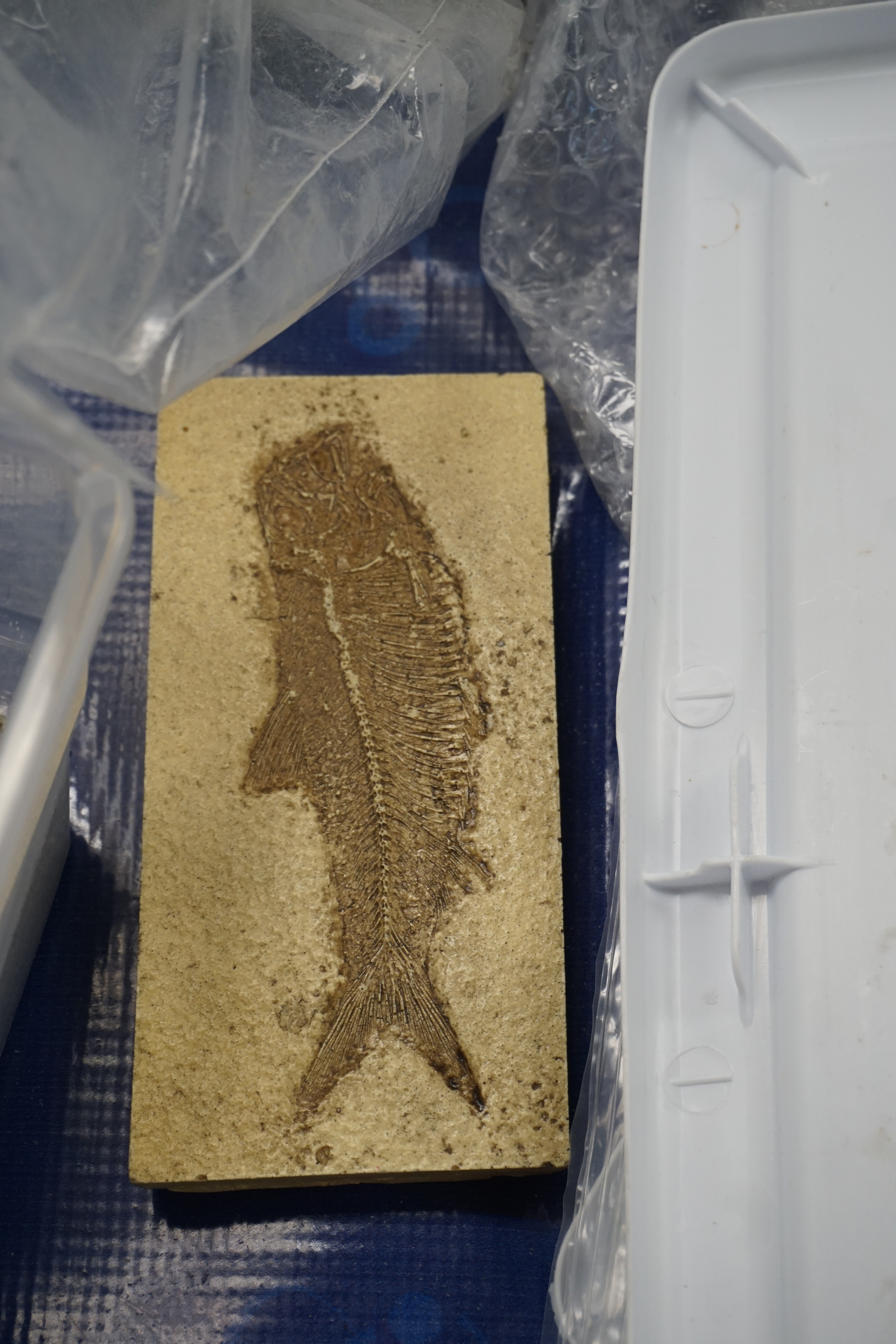 Students learn about intricate fossil carvings and what they say about Earth's past.