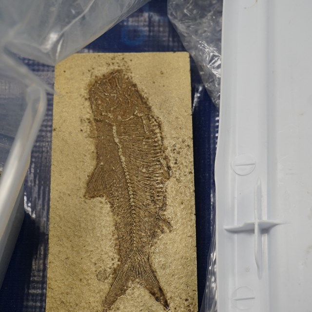 Students learn about intricate fossil carvings and what they say about Earth's past.