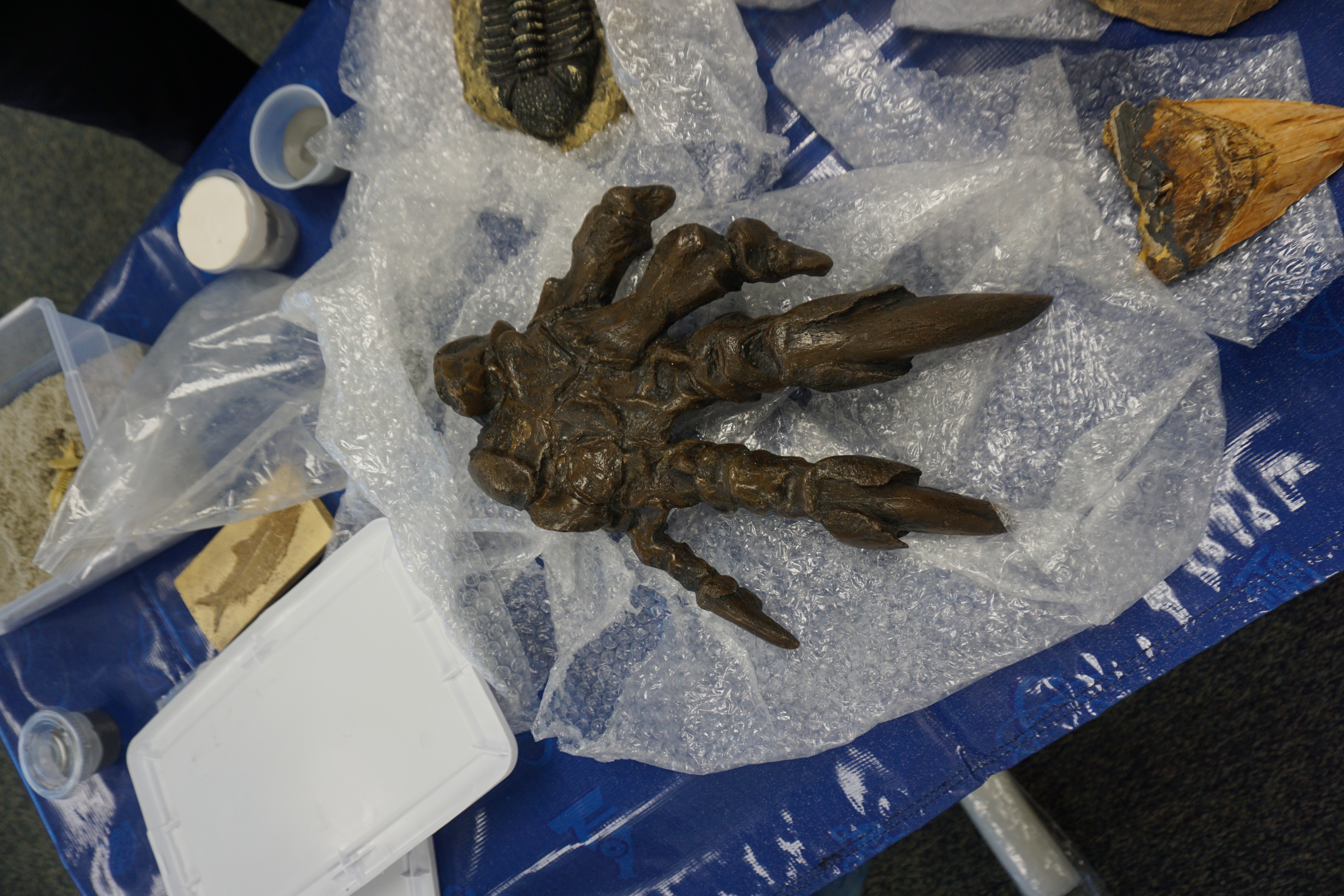 Second graders take the day to explore the past with ancient fossils!