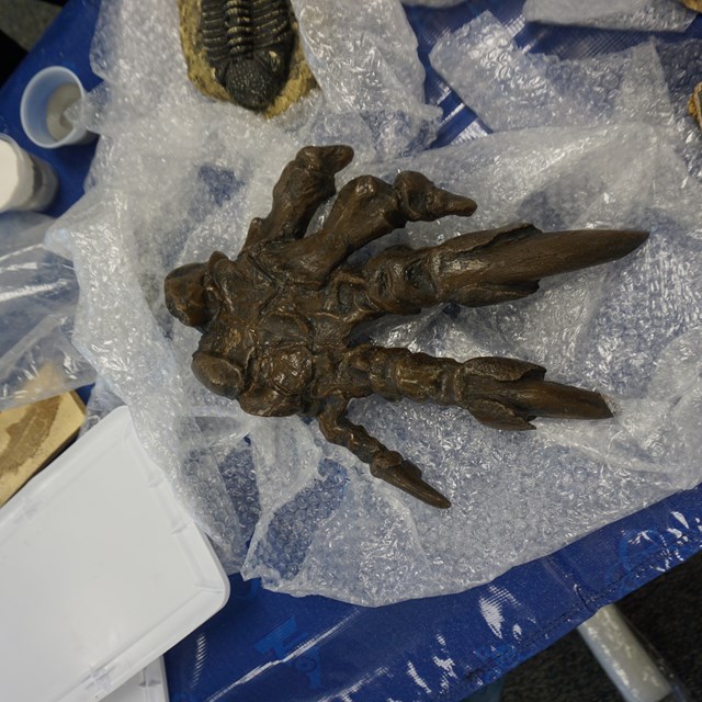 Second graders take the day to explore the past with ancient fossils!