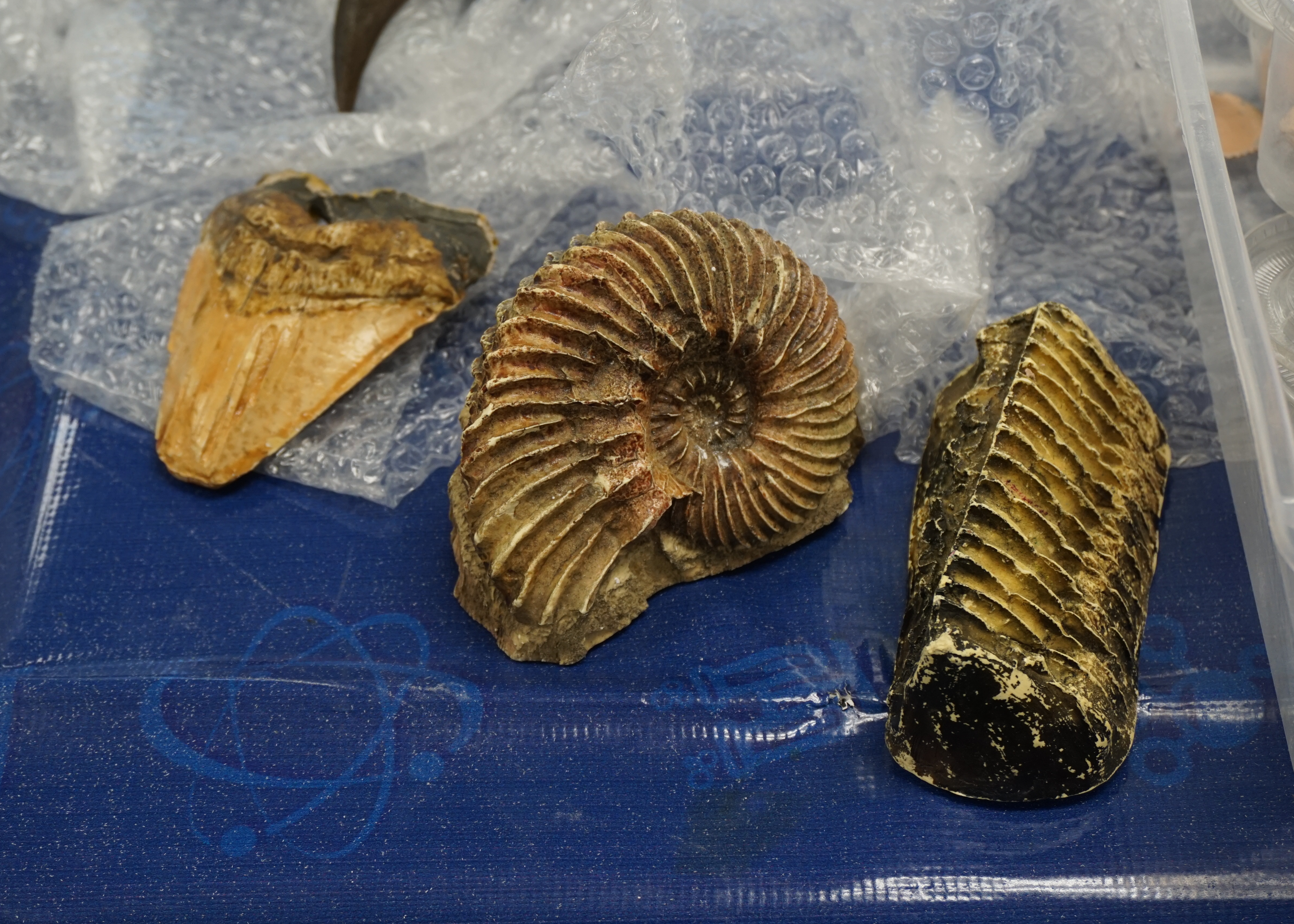 What cool ammonite fossils!