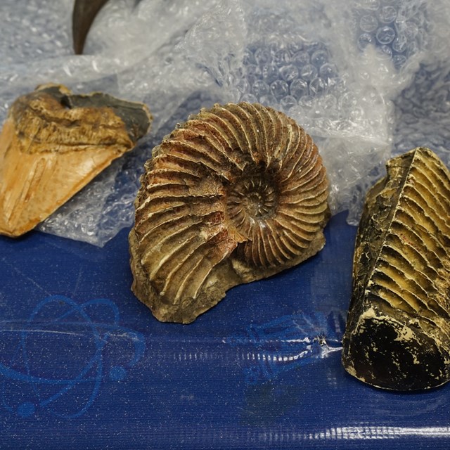 What cool ammonite fossils!